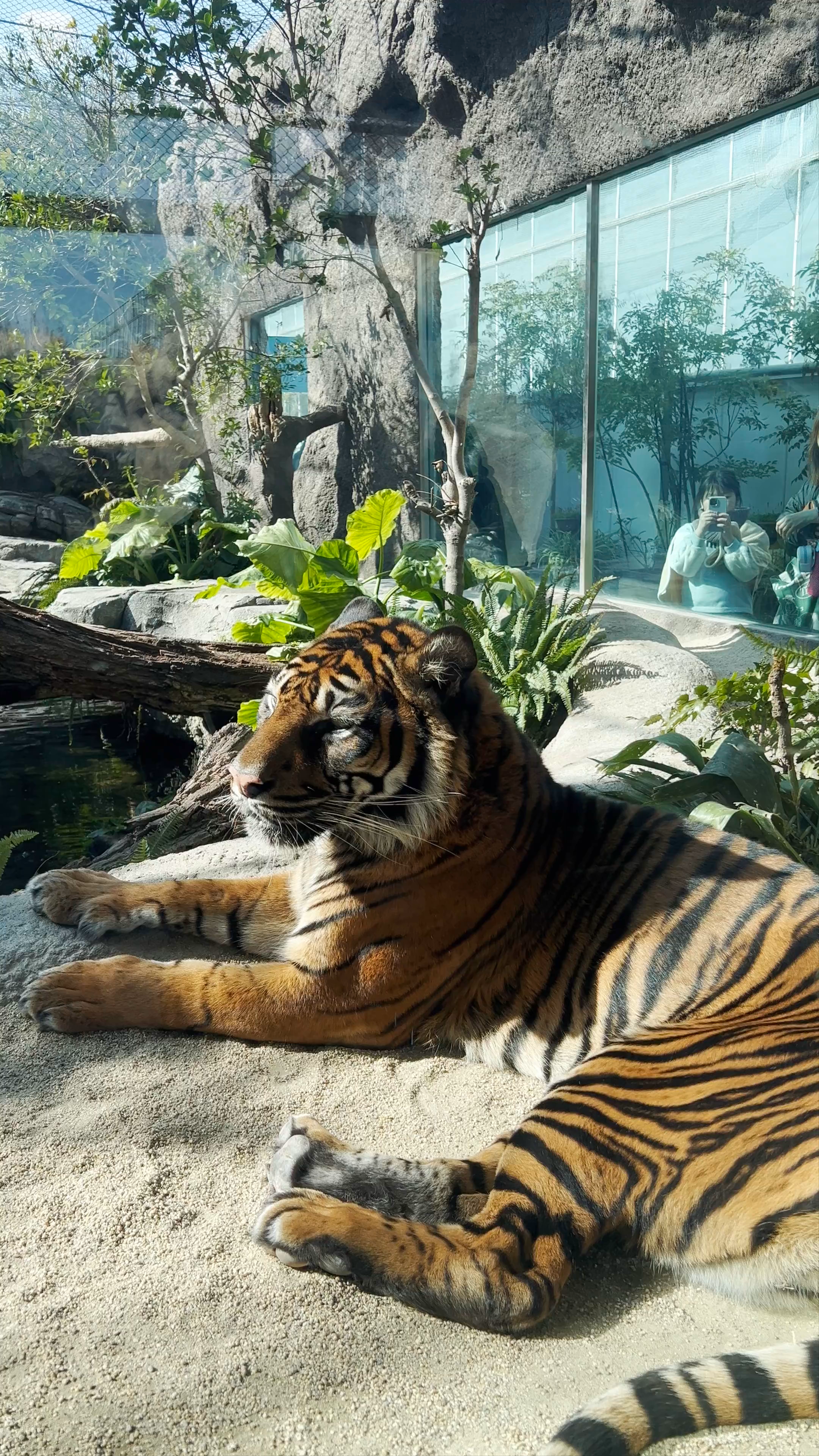 Sumatran Tiger Ecological Garden: Majestic Wildlife Encounter in Kobe