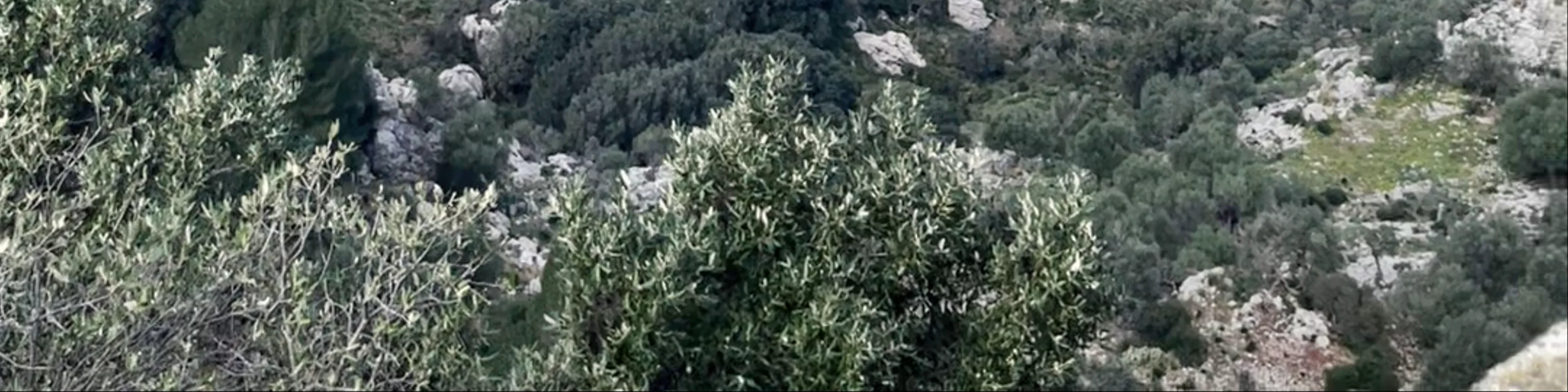 Puig Major