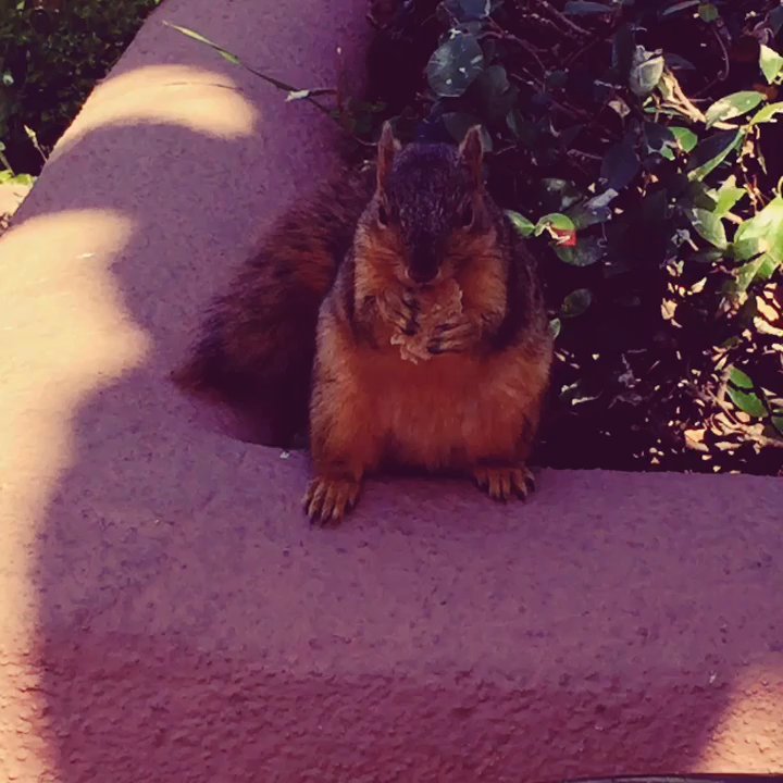 George Izay Park - One of the resident squirrels sharing my lunch - Parks Near Me - Burbank, California