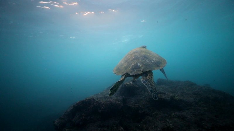 Green Sea Turtle poster