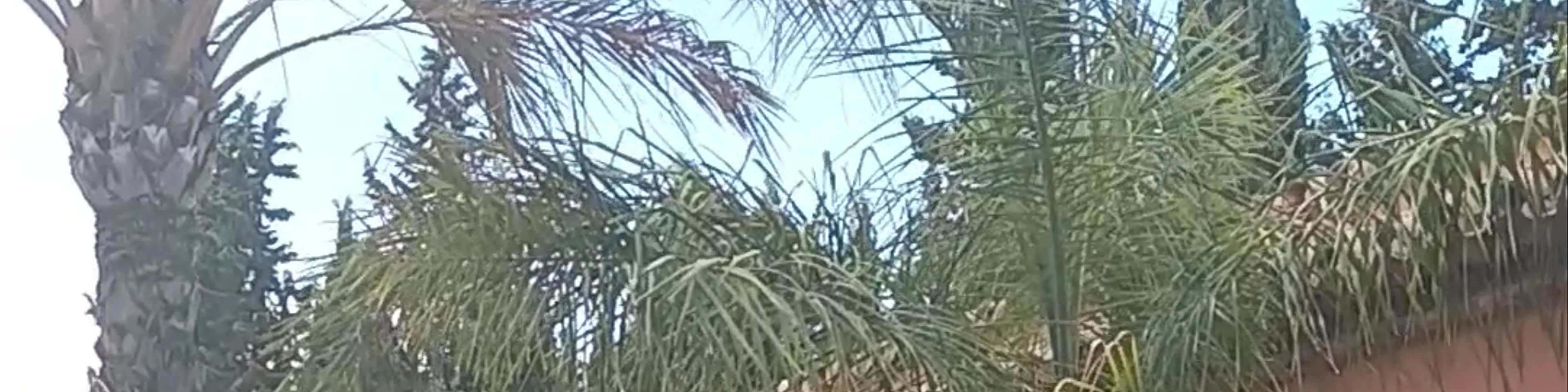 Cortijo De Cortés
