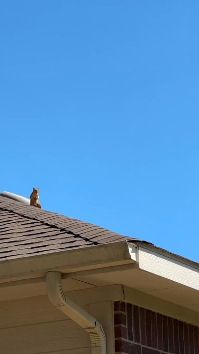 Critter Ridder Texas - ABC Home & Commercial sealed a vent that was serving as an entry point to my home that Critter Ridder blatantly missed. - Wildlife Control Near Me - Austin, Texas