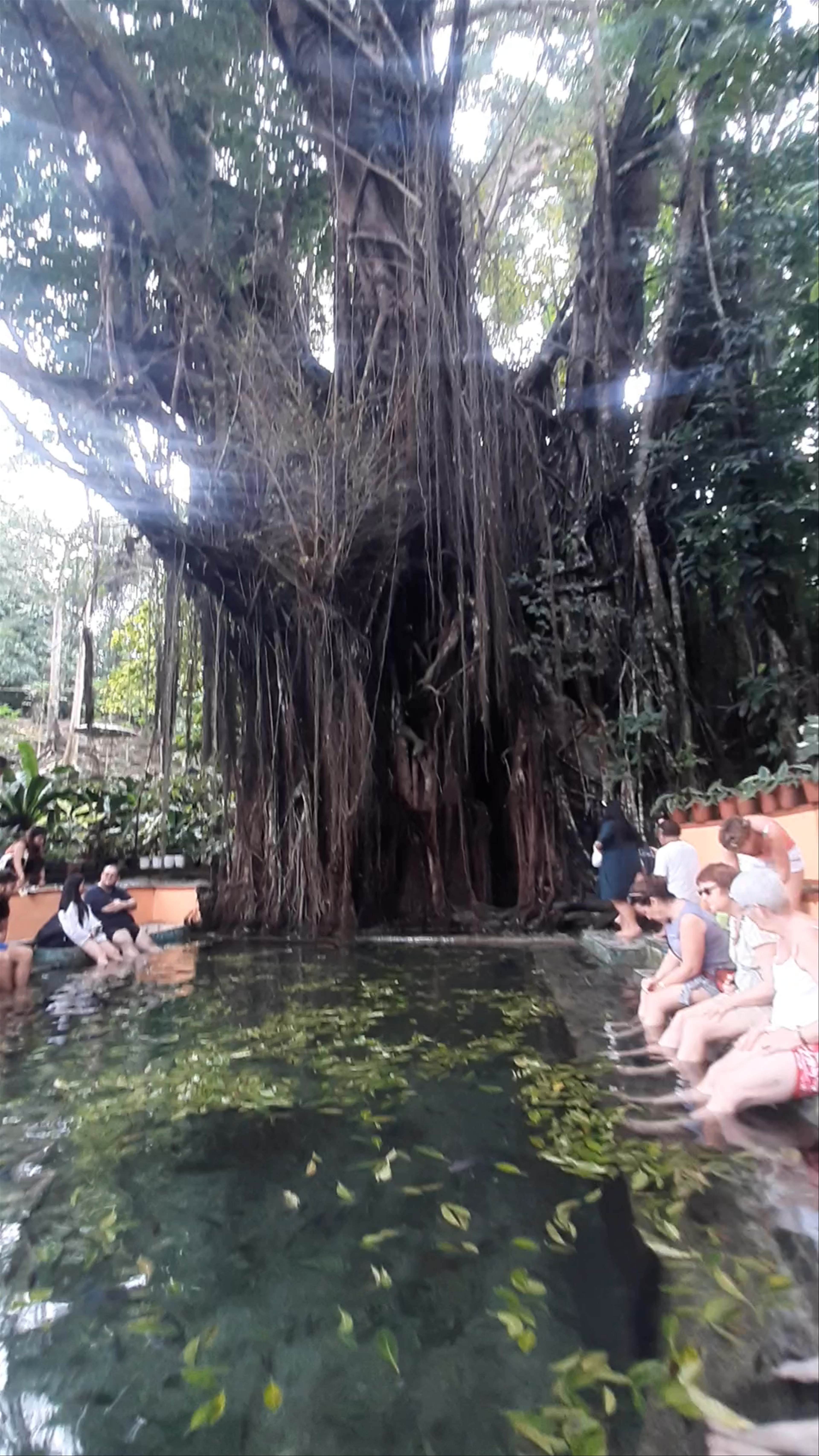 Old Enchanted Balete Tree