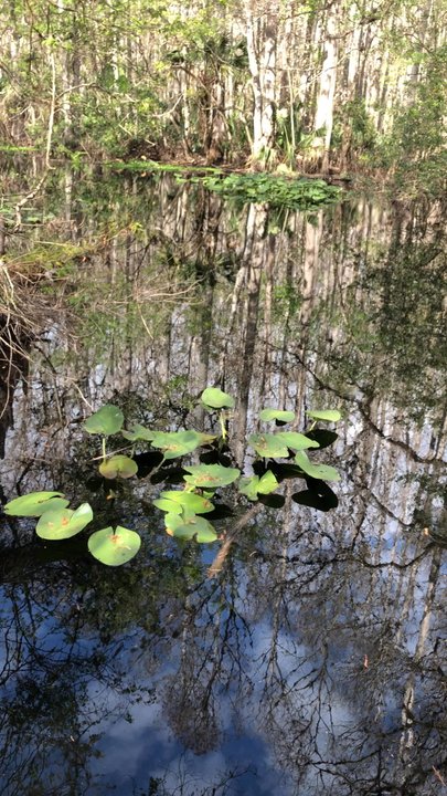 Highlands Hammock State Park - Parks Near Me - Sebring, Florida