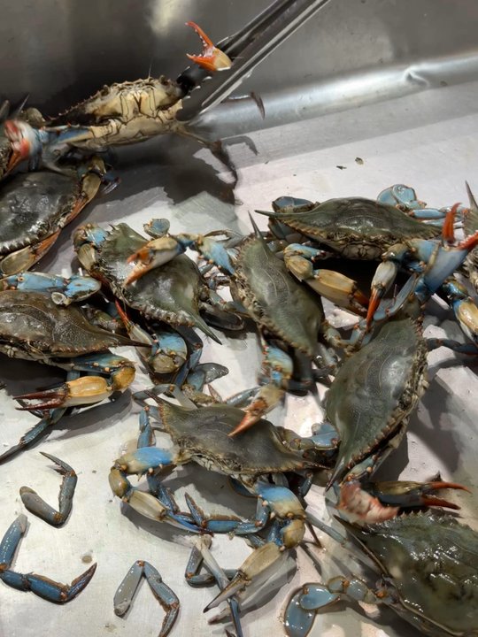 H Mart Food Court - They were feisty - Food Court Near Me - Carrollton, Texas