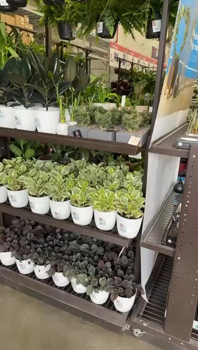 Lowe's Home Improvement - House plants area - Hardware Stores Near Me - Tucson, Arizona