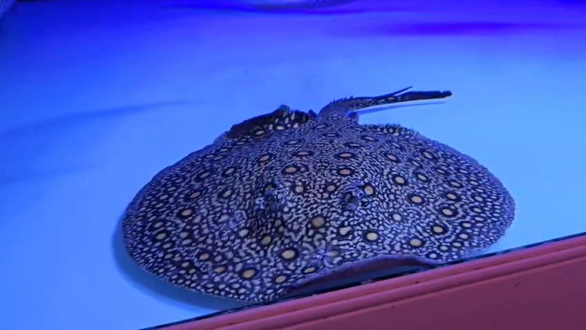 Motoro stingray