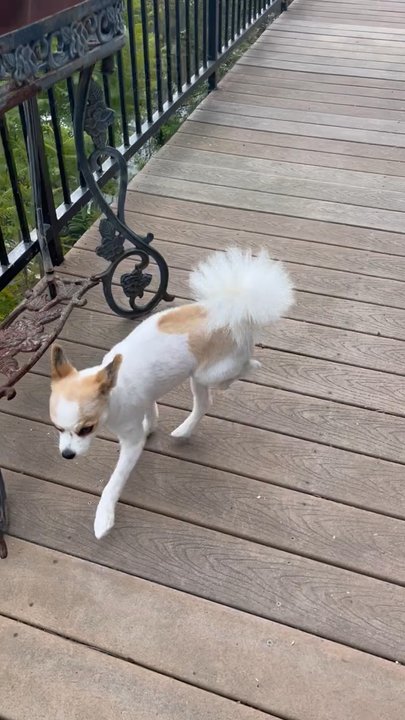 Laguna Groomers - Still not walking on his back leg three weeks later - Pet Groomers Near Me - Laguna Beach, California