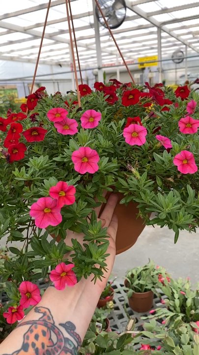 Hall's Ace Hardware - Valentine's Day is on the way! - Hardware Stores Near Me - Jacksonville, Florida