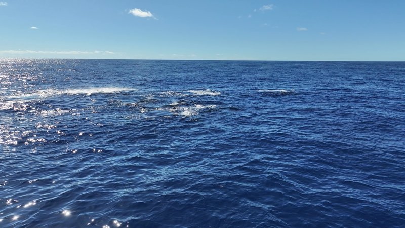 Humpback Whales Aerial poster