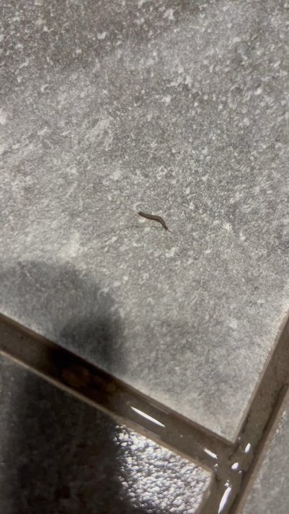 Life Time - Video of a worm/maggot crawling on the floor in the locker room - Gyms Near Me - Broomfield, Colorado