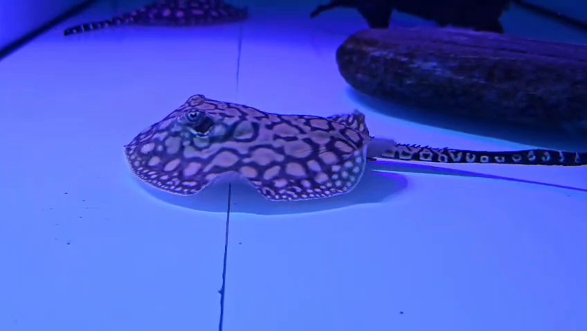 Motoro × Black diamond stingray