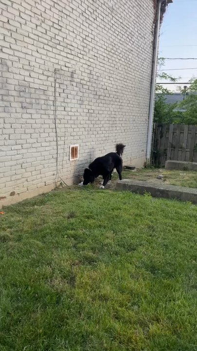 Shiloh Crossings - Dog park area - Apartments Near Me - Columbus, Ohio