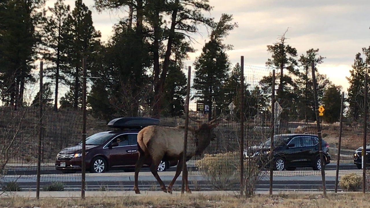 Tusayan General Store - This guy was taking a stroll just outside the General Store! - Grocery Near Me - Tusayan, Arizona
