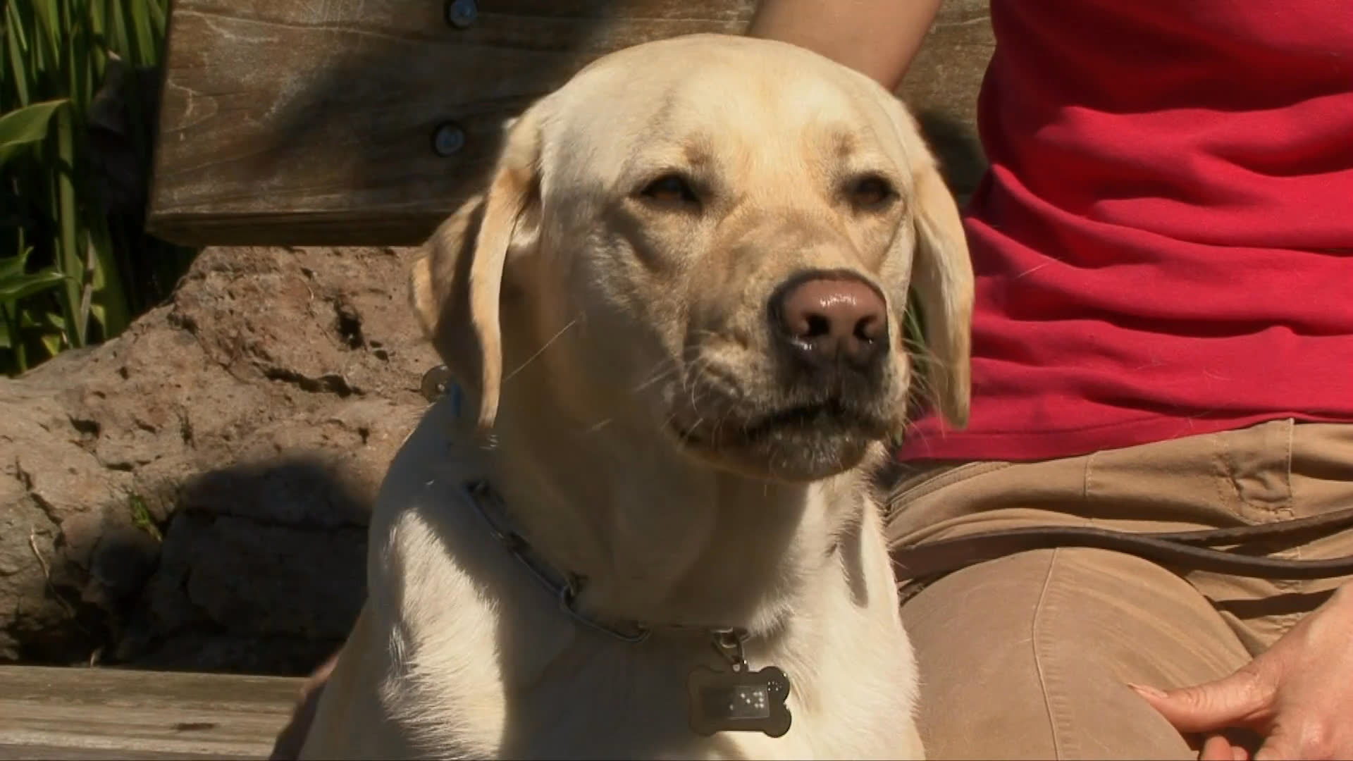 A dog handler works with a yellow Labrador retriever, practicing obedience commands and positive reinforcement techniques in both an indoor kennel facility and an outdoor park setting.