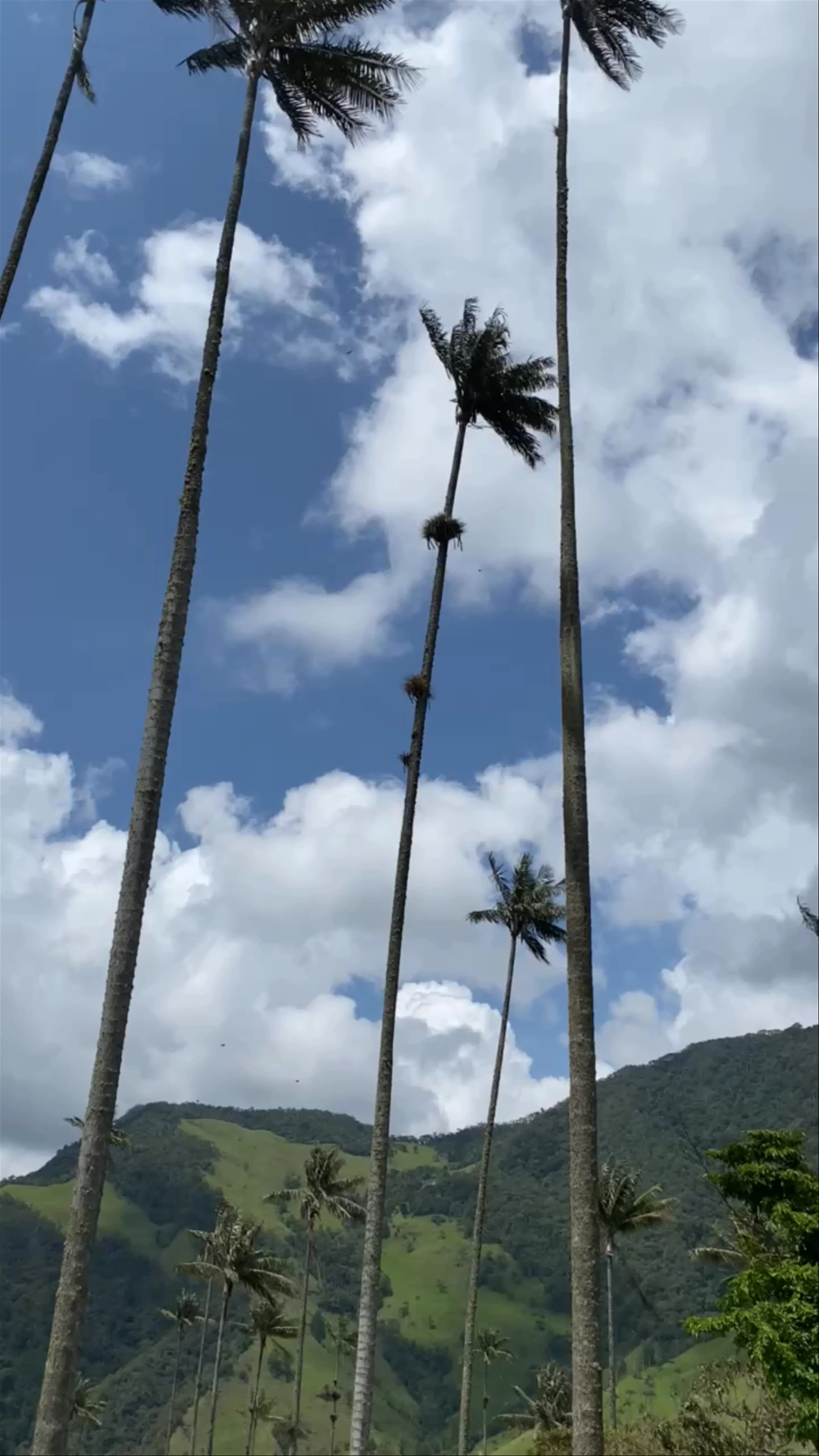 Valle del Cocora, Salento