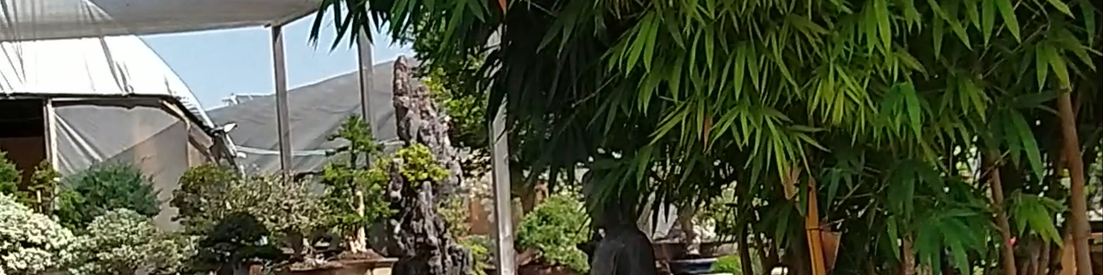 Bonsai Shop