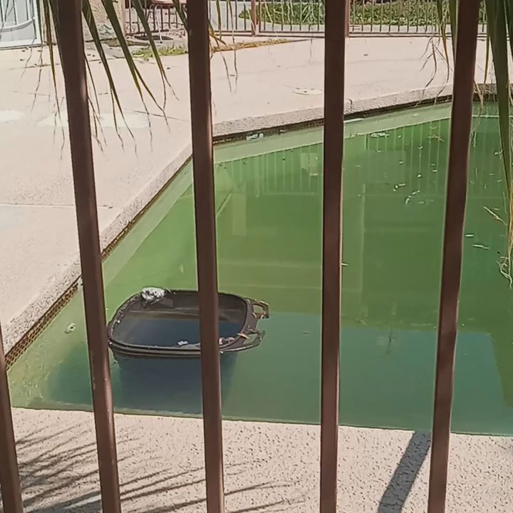 Market Edge Realty - They raised the rent soon as they start managing however they don't do anything. This pool look at the grass like a jungle really nasty. - Real Estate Agents Near Me - Phoenix, Arizona