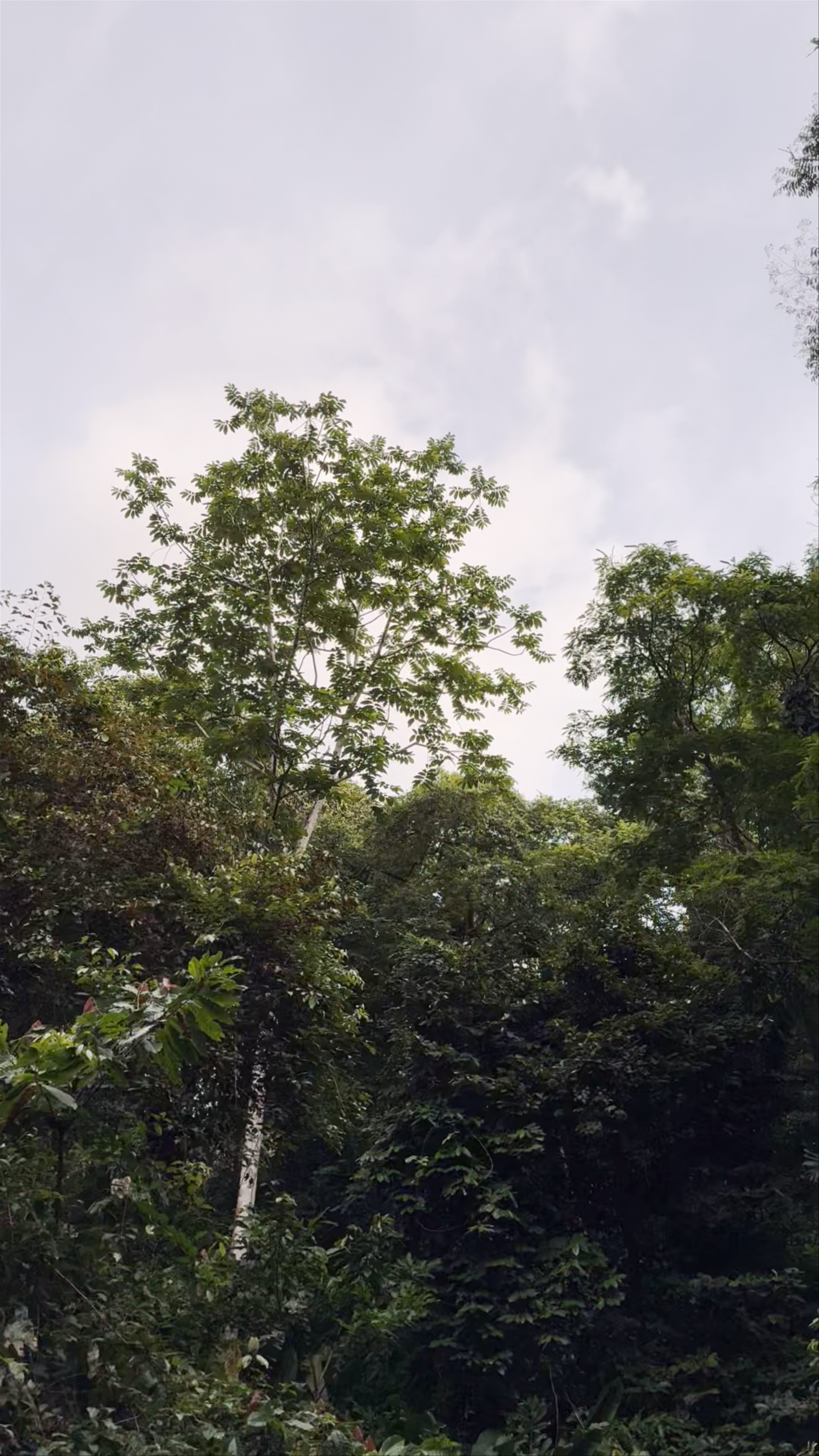 Sloth Point Punta Uva