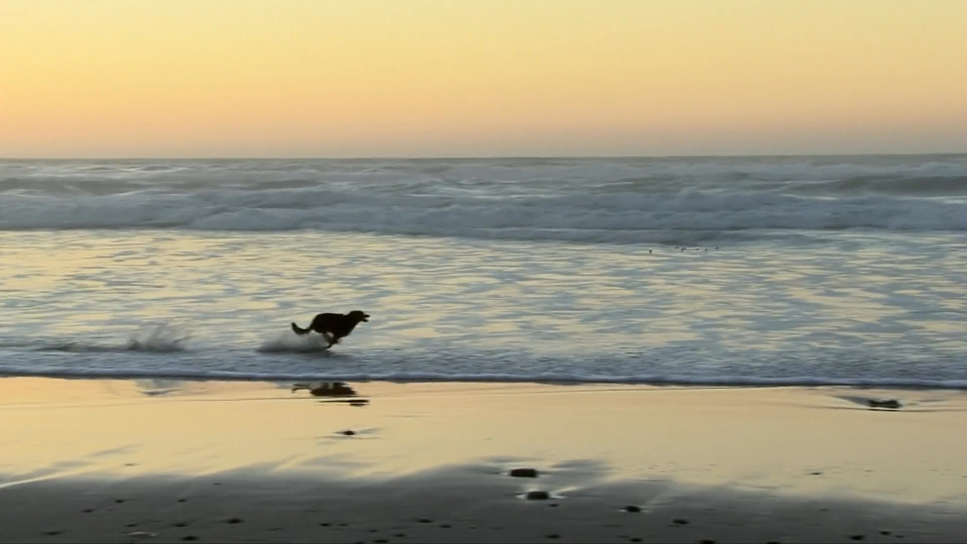 Two men discuss memories of a dog playing on a sunset beach during a quiet indoor conversation. The scene transitions between the men talking in a living room and shots of the dog running along the shoreline.
