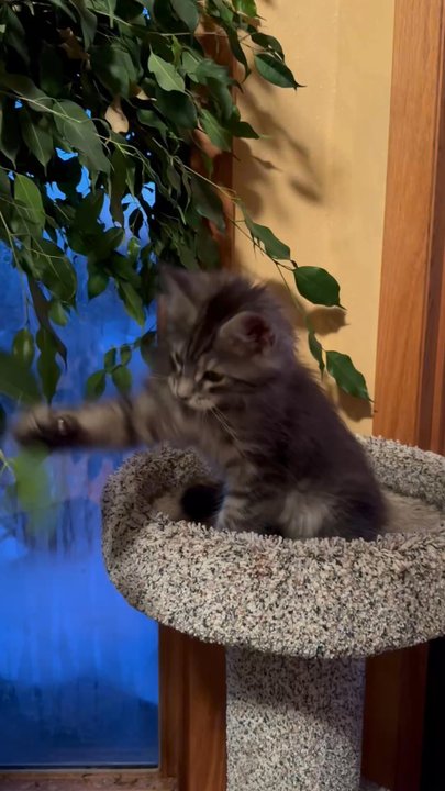 Dynasty Maine Coons - Pet Breeders Near Me