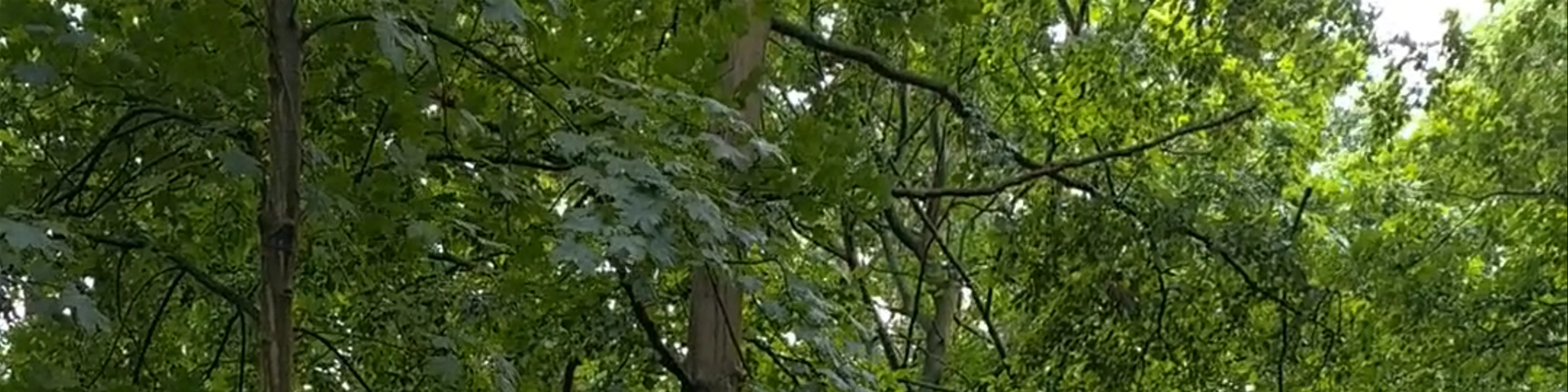 Go Ape Coventry