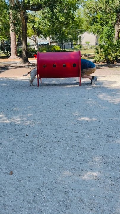 Enterprise Dog Park - Oliver feels like in cloud nine - Dog Parks Near Me - Clearwater, Florida