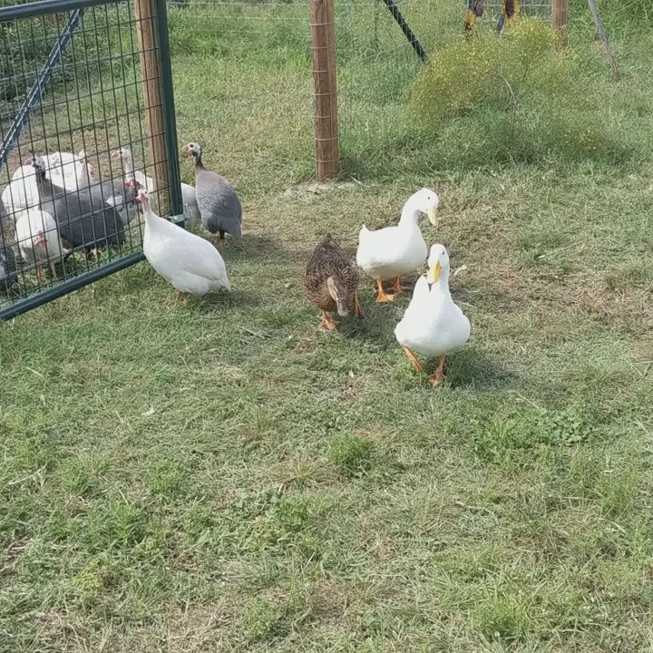 Rohan Meadery - Lots of chicks here...and ducks and other animals... - Meaderies Near Me - La Grange, Texas