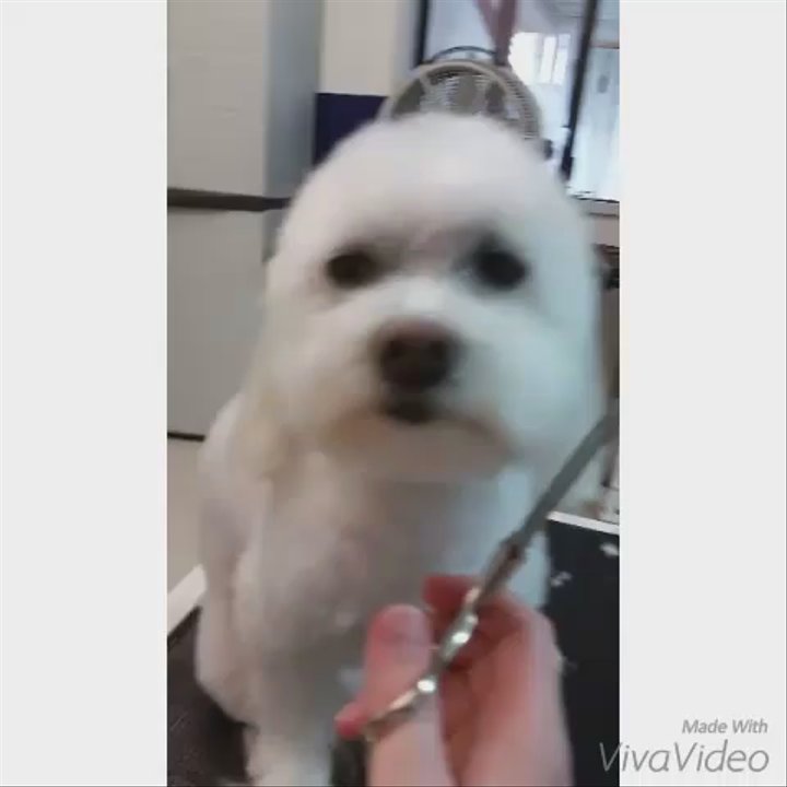 Classy Cuts Pet Grooming - Pet Groomers Near Me