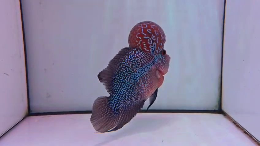 Flowerhorn