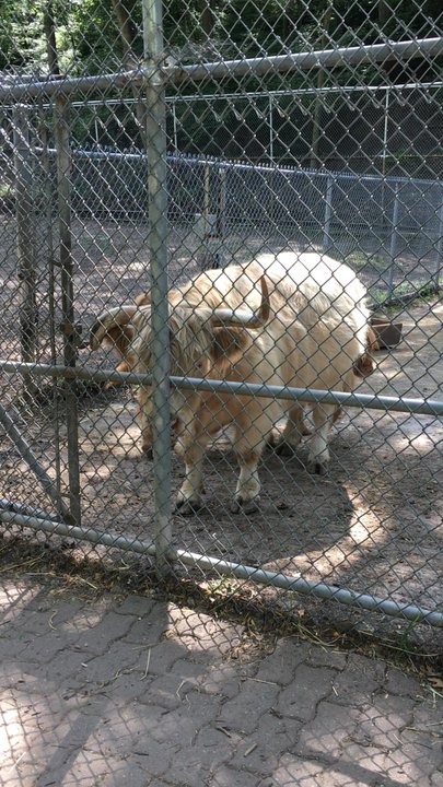 High Park Zoo - Zoos Near Me - Toronto, Ontario