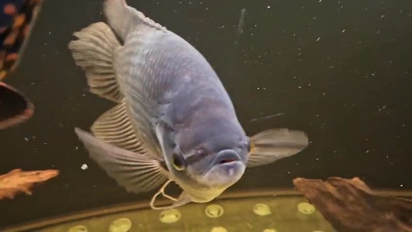18" borneo gourami