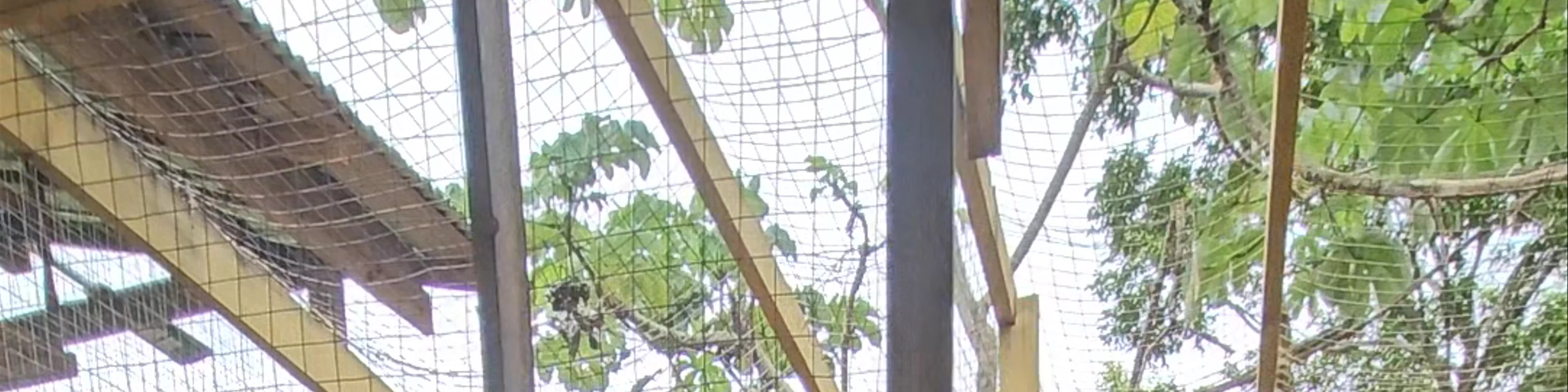 AJ's Monkeys and Sloths