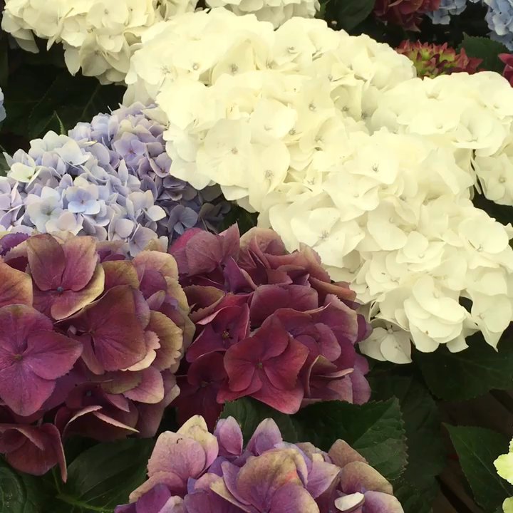 Drought Resistant Nursery - The greatest nursery w great prices, lovely trees, plants and flowers. - Nurseries & Gardening Near Me - Carmel, California