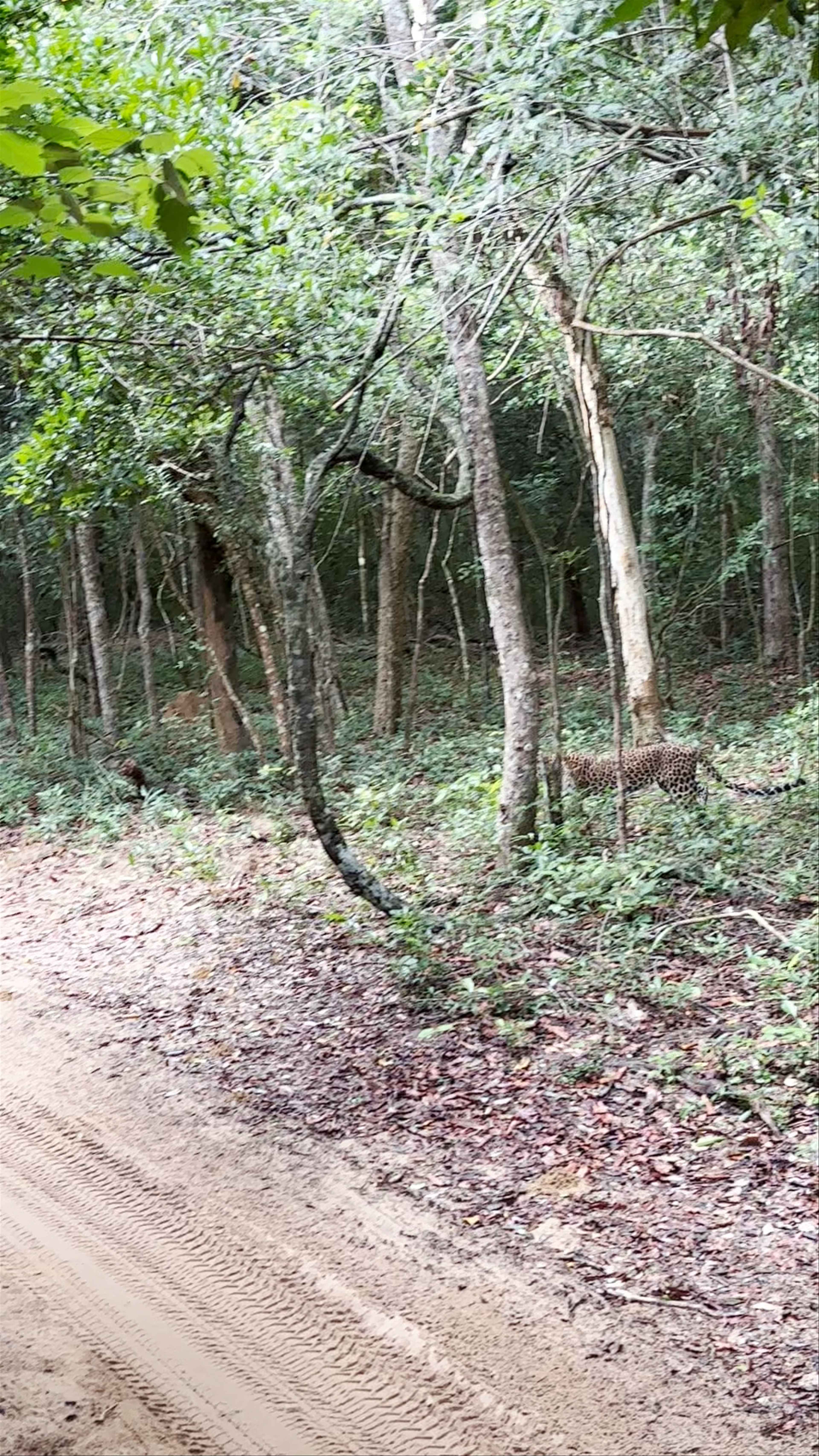 Wilpattu National Park