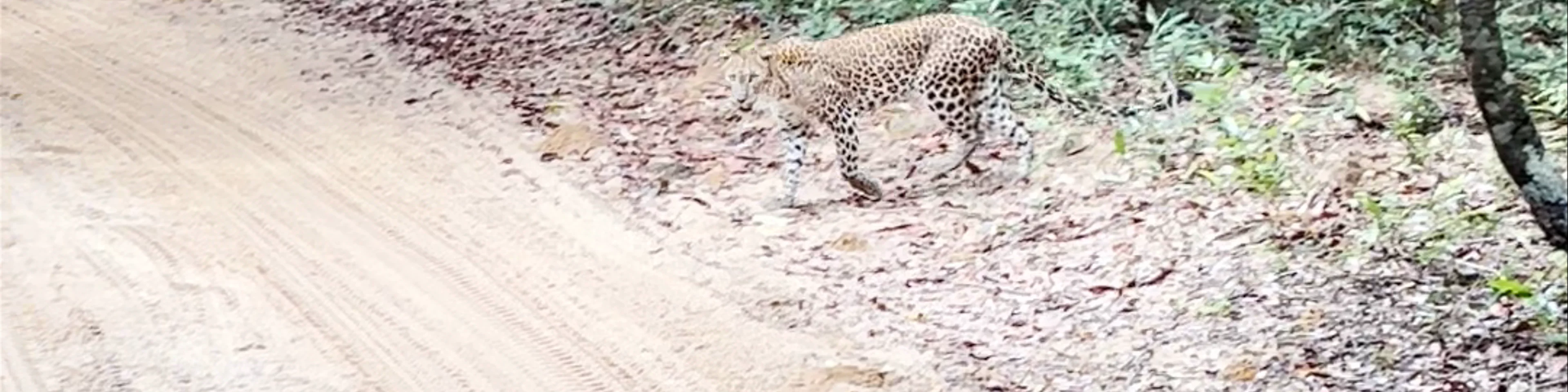 Wilpattu National Park