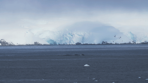 Humpback whales in Antarctica animated gif