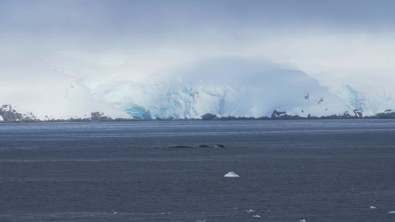 Humpback whales in Antarctica poster