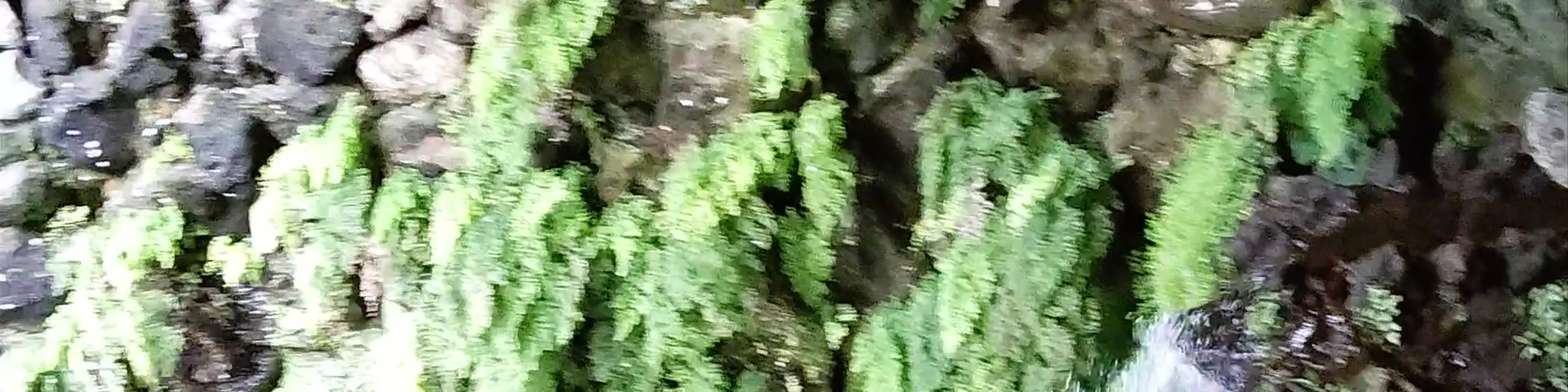 Parque Terra Nostra