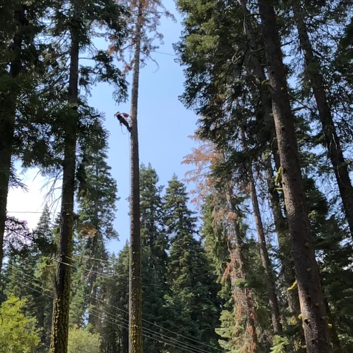 Kosich Firewood - Firewood Near Me - Truckee, California