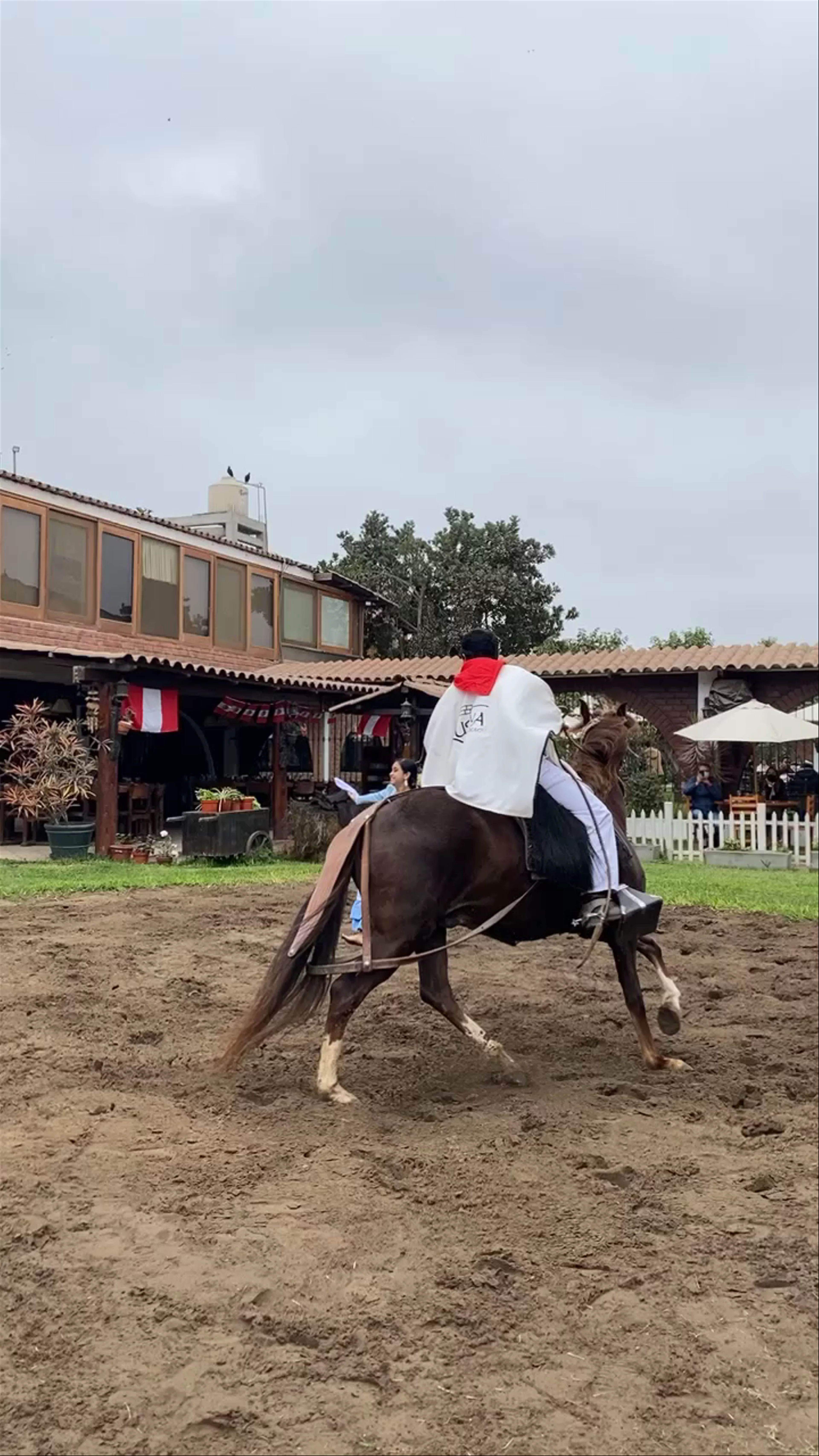 caballos de paso