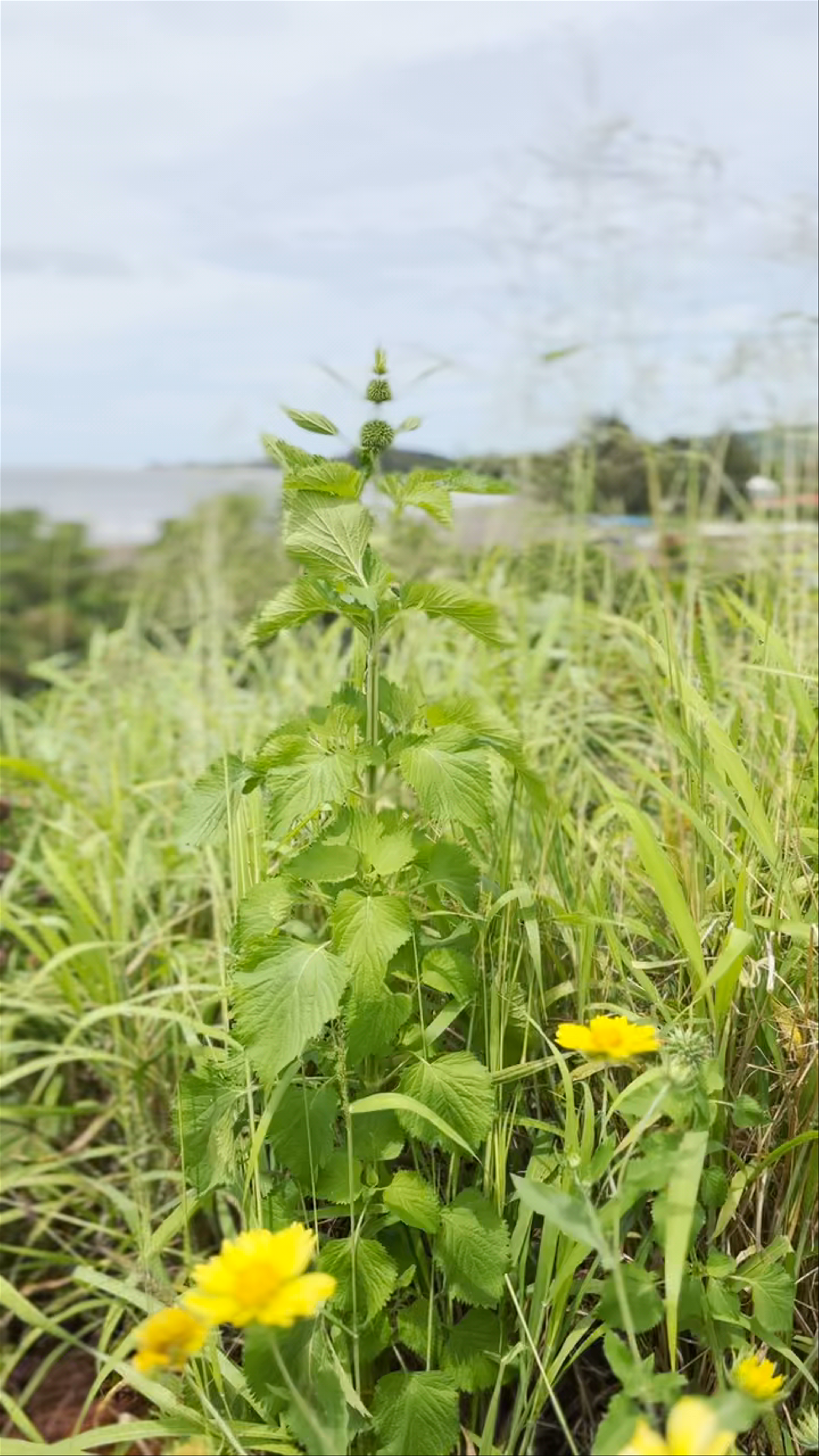 Russian Fort Elizabeth State Historical Park / Pāʻulaʻula