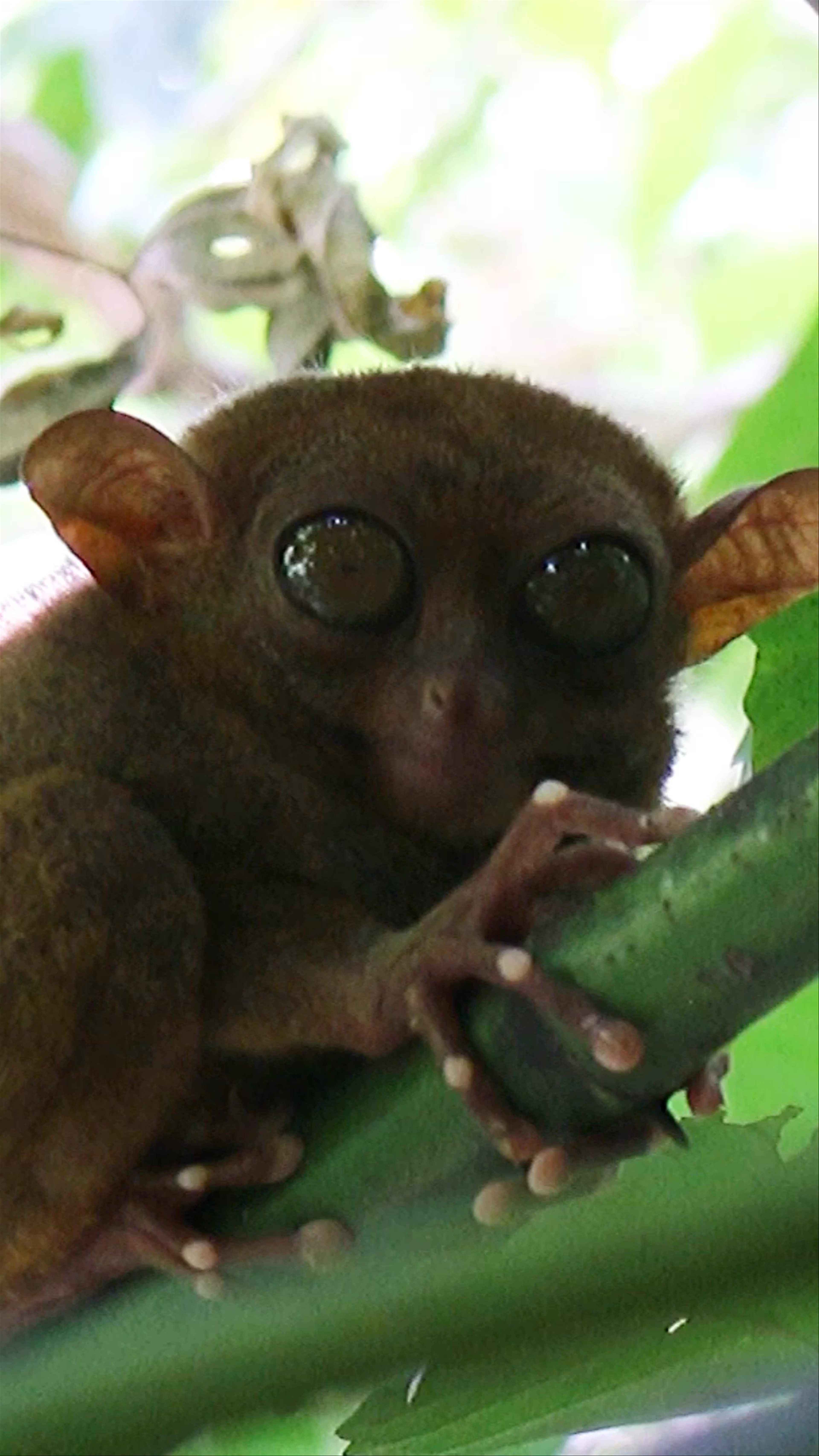 Up Close with the Philippine Tarsier at Corella Sanctuary, Bohol