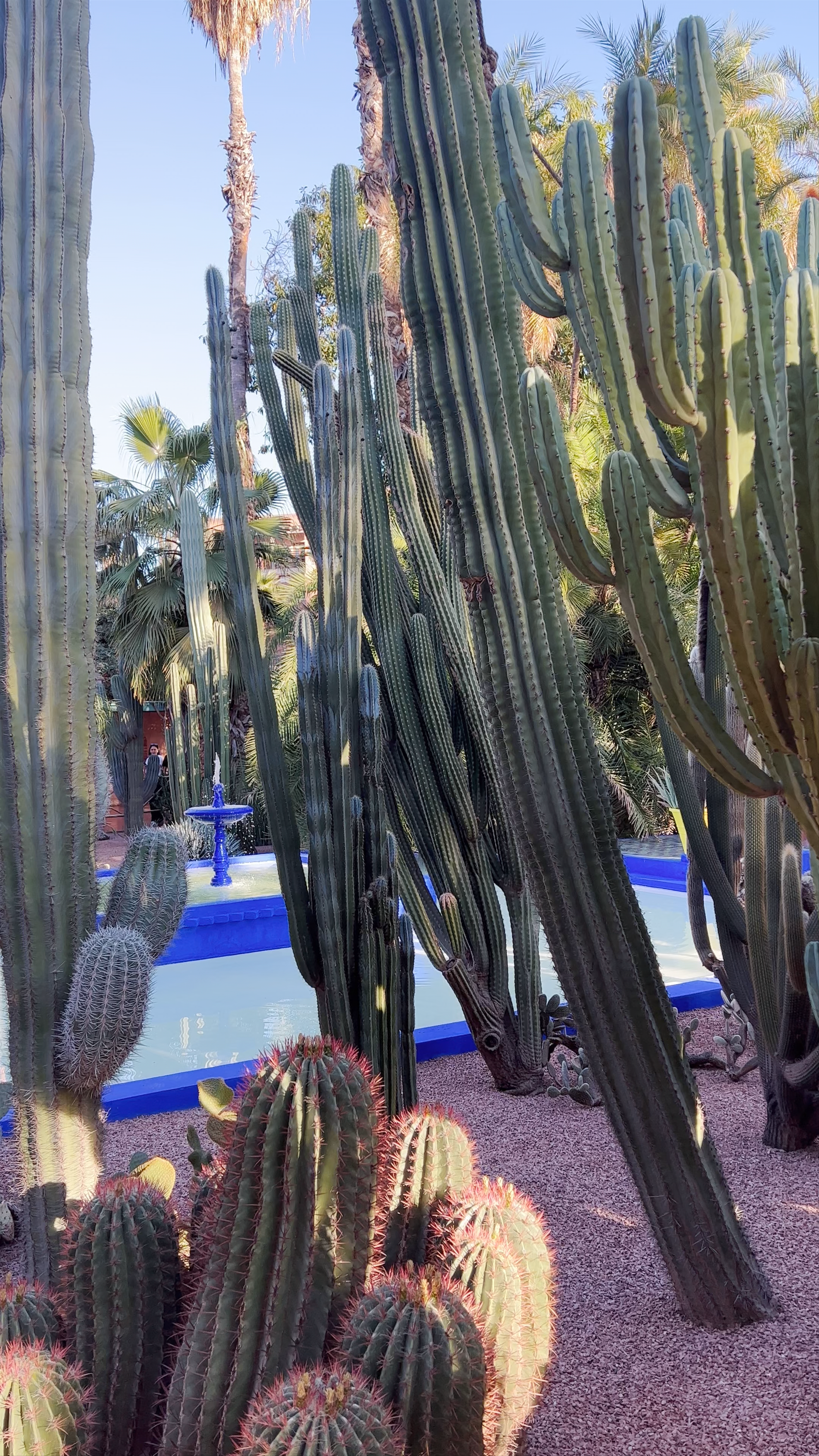 Jardin Majorelle