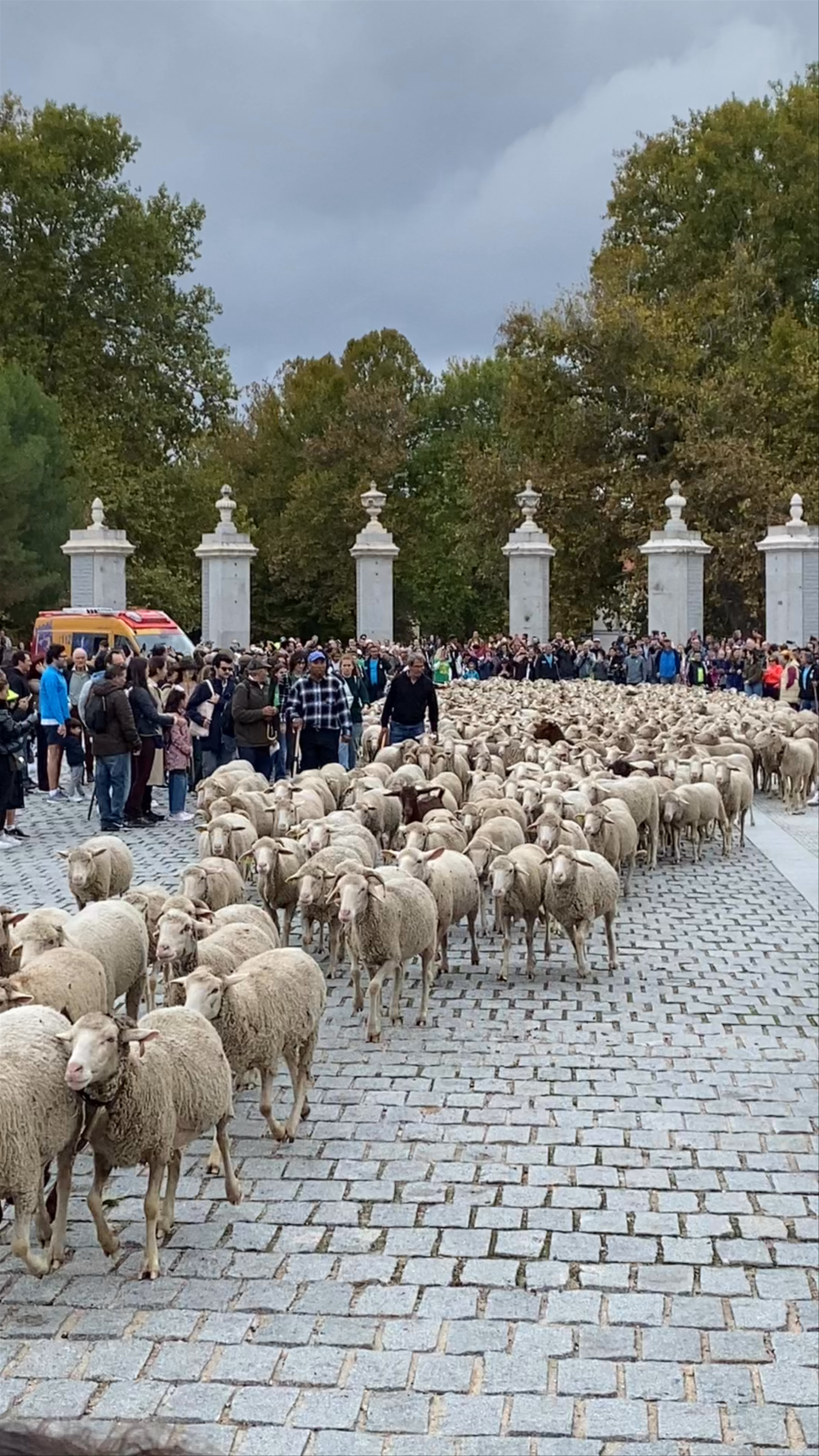 Madrid Sheep Parade at Madrid Río Park