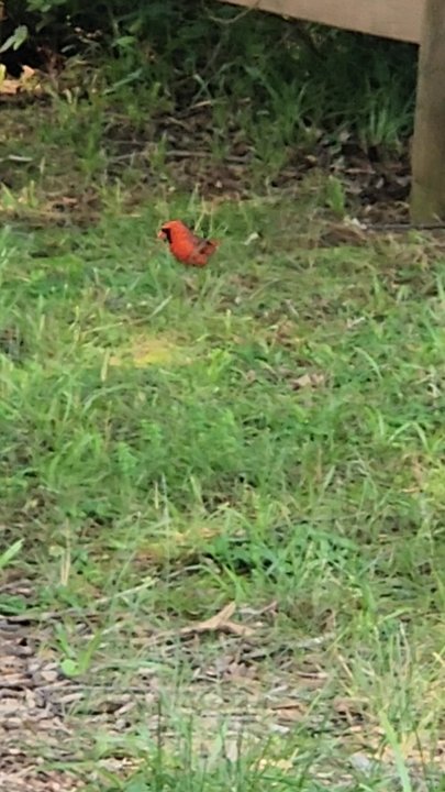 Rady Park - Great finds during quiet times at Rady - Parks Near Me - Warrenton, Virginia