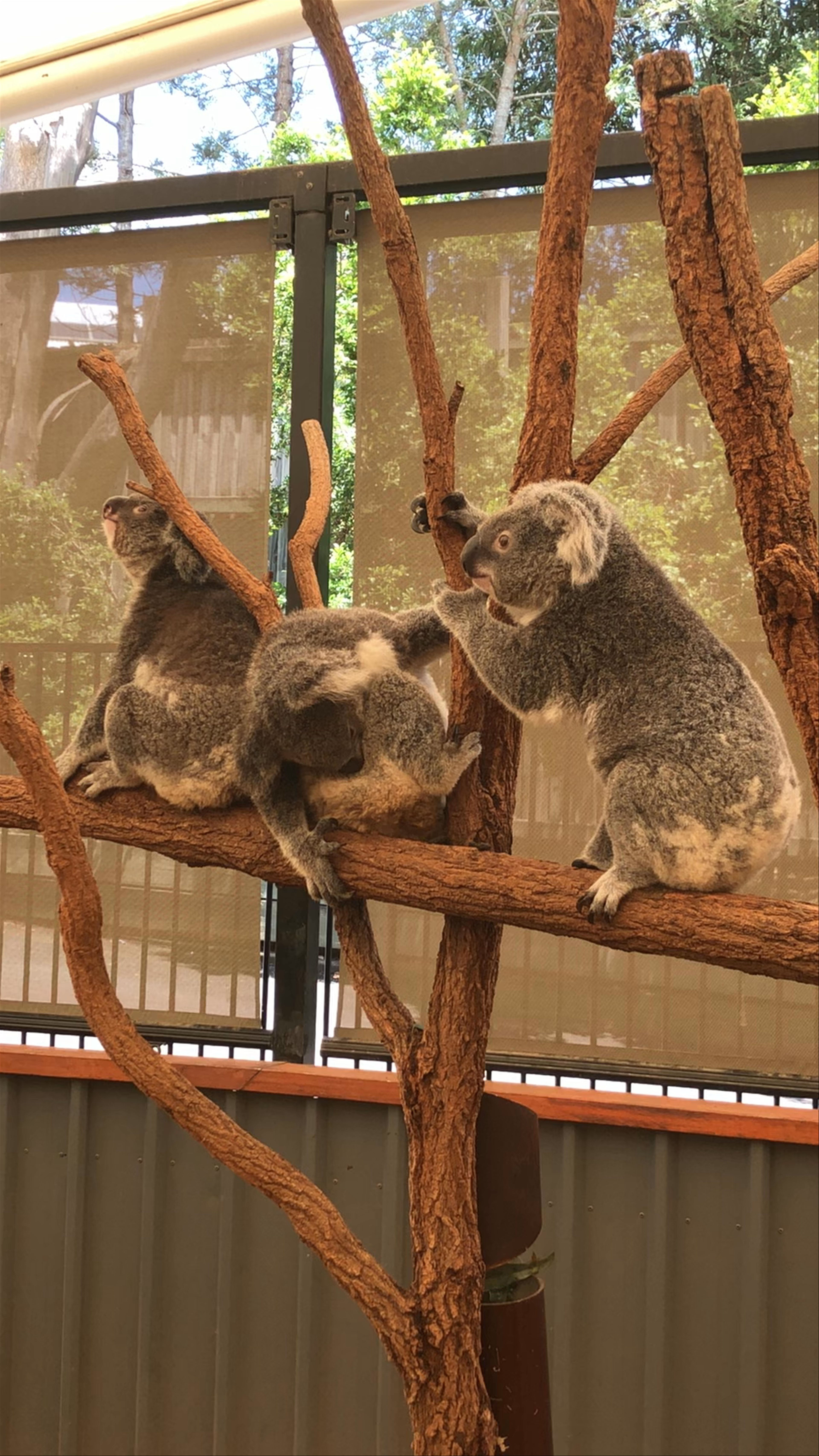 Lone Pine Koala Sanctuary