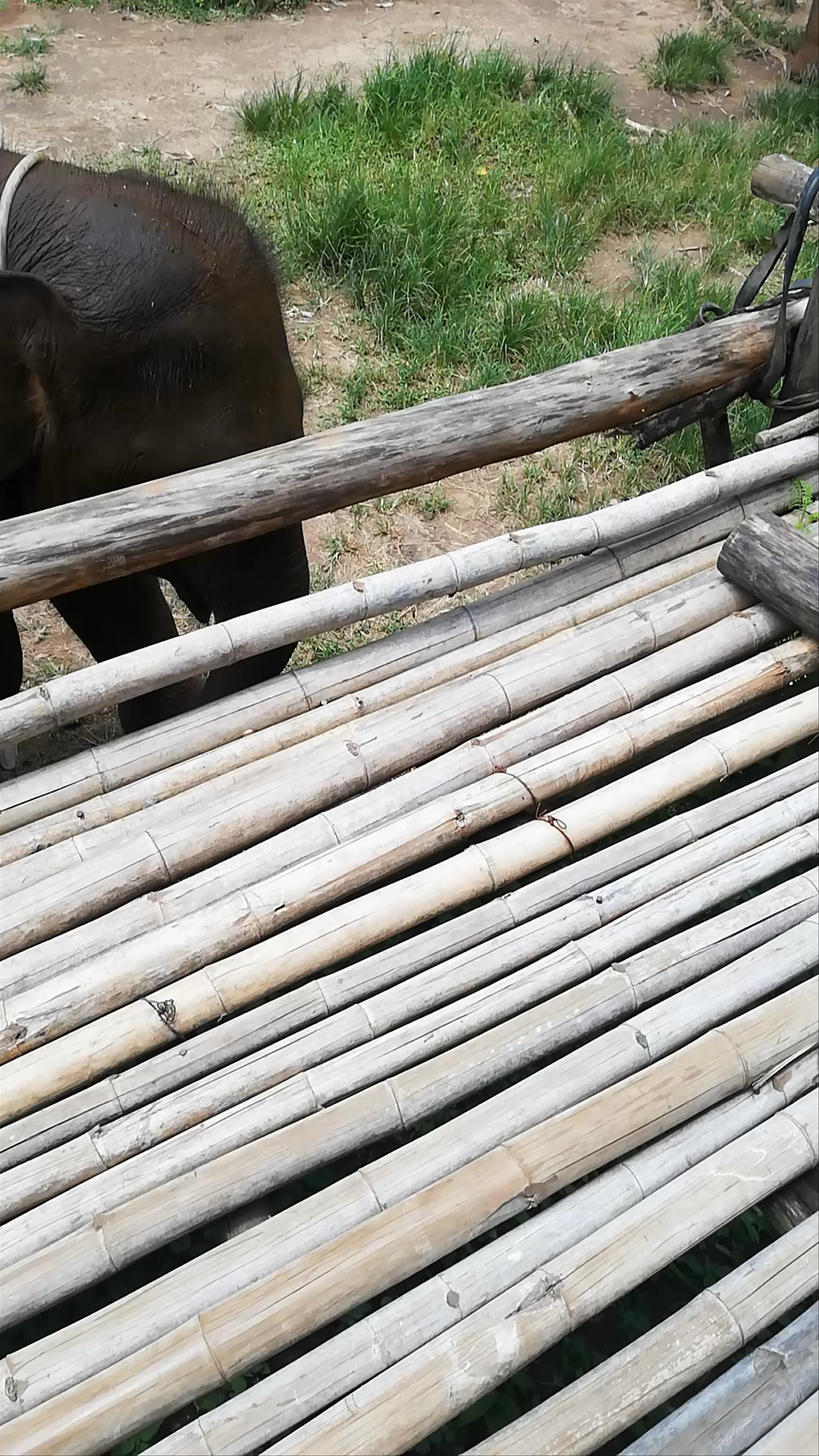 Chiang Mai Elephant Friends