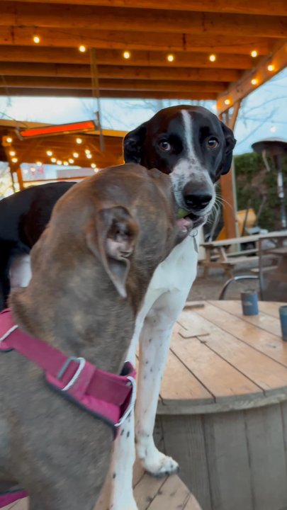 Paws For A Beer - Ball is life. - Beer Gardens Near Me - Bellingham, Washington