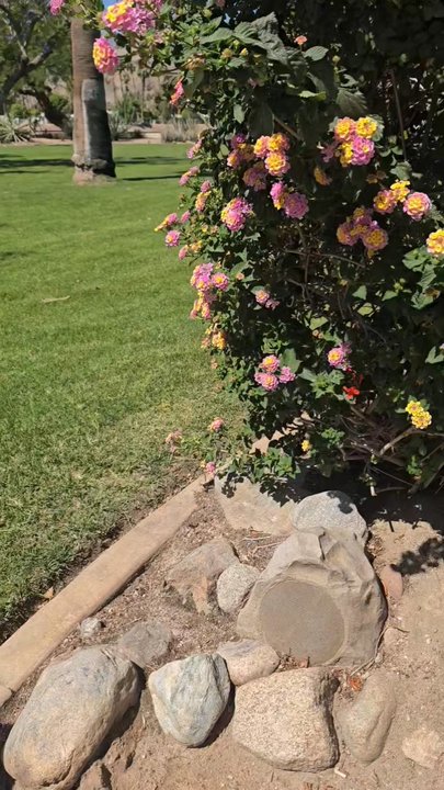 Wolfson Park - Frank - Dog Parks Near Me - Rancho Mirage, California